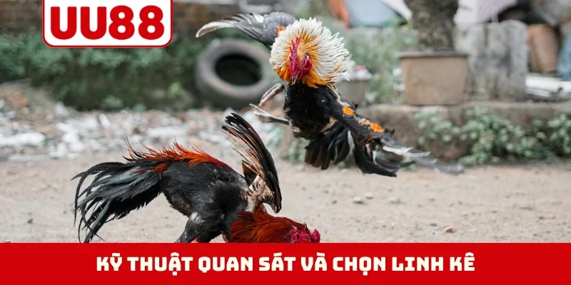 Kỹ thuật quan sát và chọn linh kê